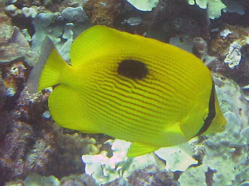 Zanzibar Butterflyfish