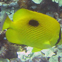 Zanzibar Butterflyfish