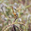 Dragon Fly (Epaulet Skimmer)