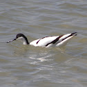 Pied Avocet