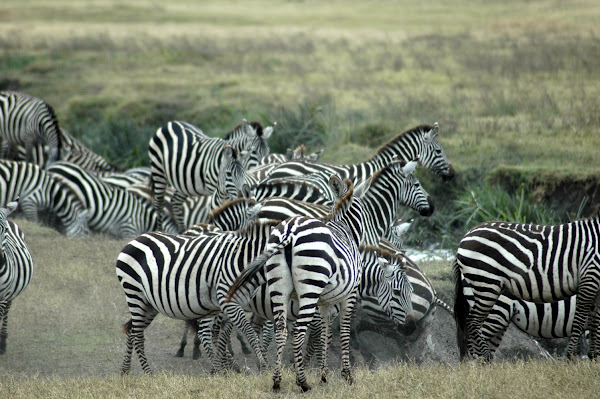 Plains Zebra | Project Noah