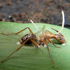 Hongo parasito de hormigas