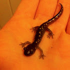 Yellow spotted salamander