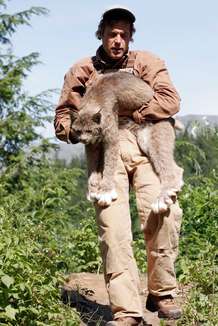 A large lynx is one of the local celebrities at the Kroschels Wildlife Center near Haines, Alaska.