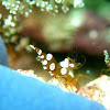 Sexy Shrimp or Squat Anemone Shrimp