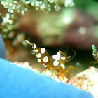 Sexy Shrimp or Squat Anemone Shrimp