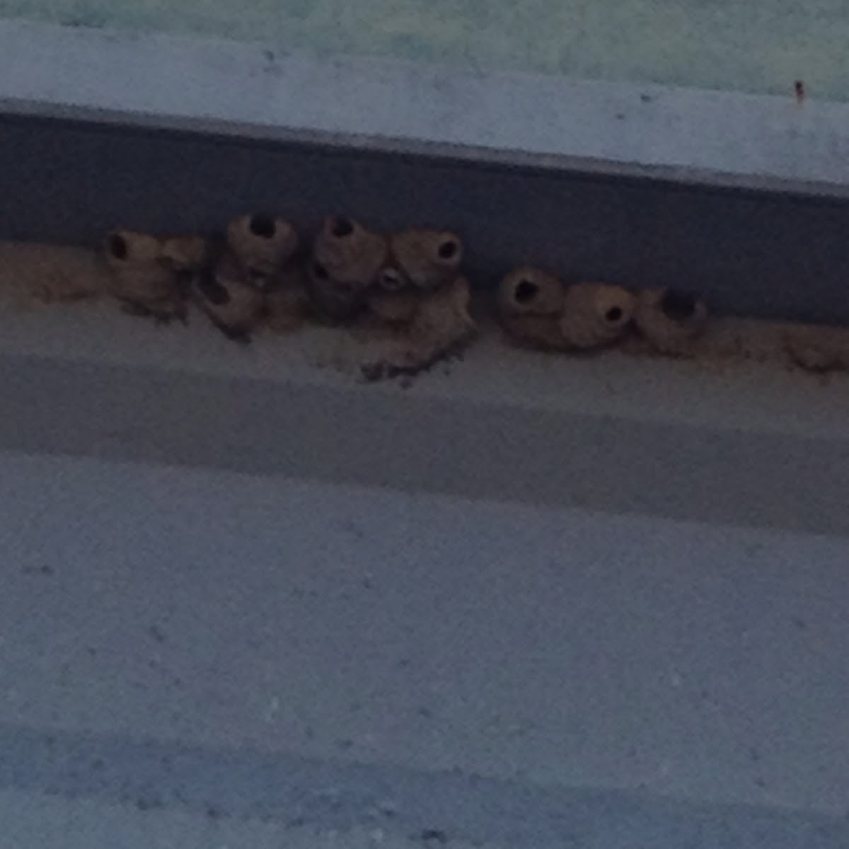 Swallow nests
