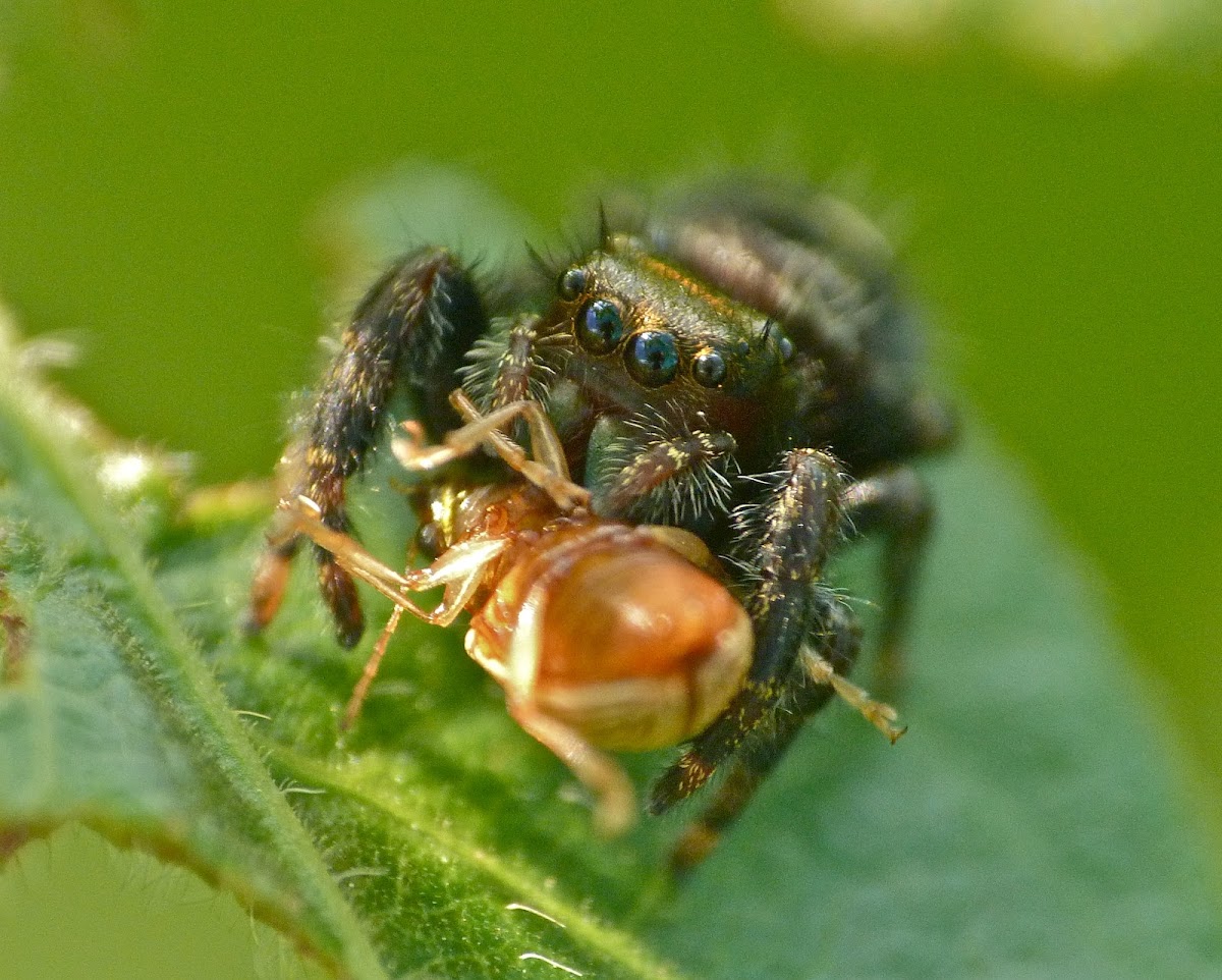 Bold jumping spider vs. beetle