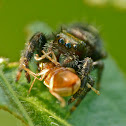Bold jumping spider vs. beetle