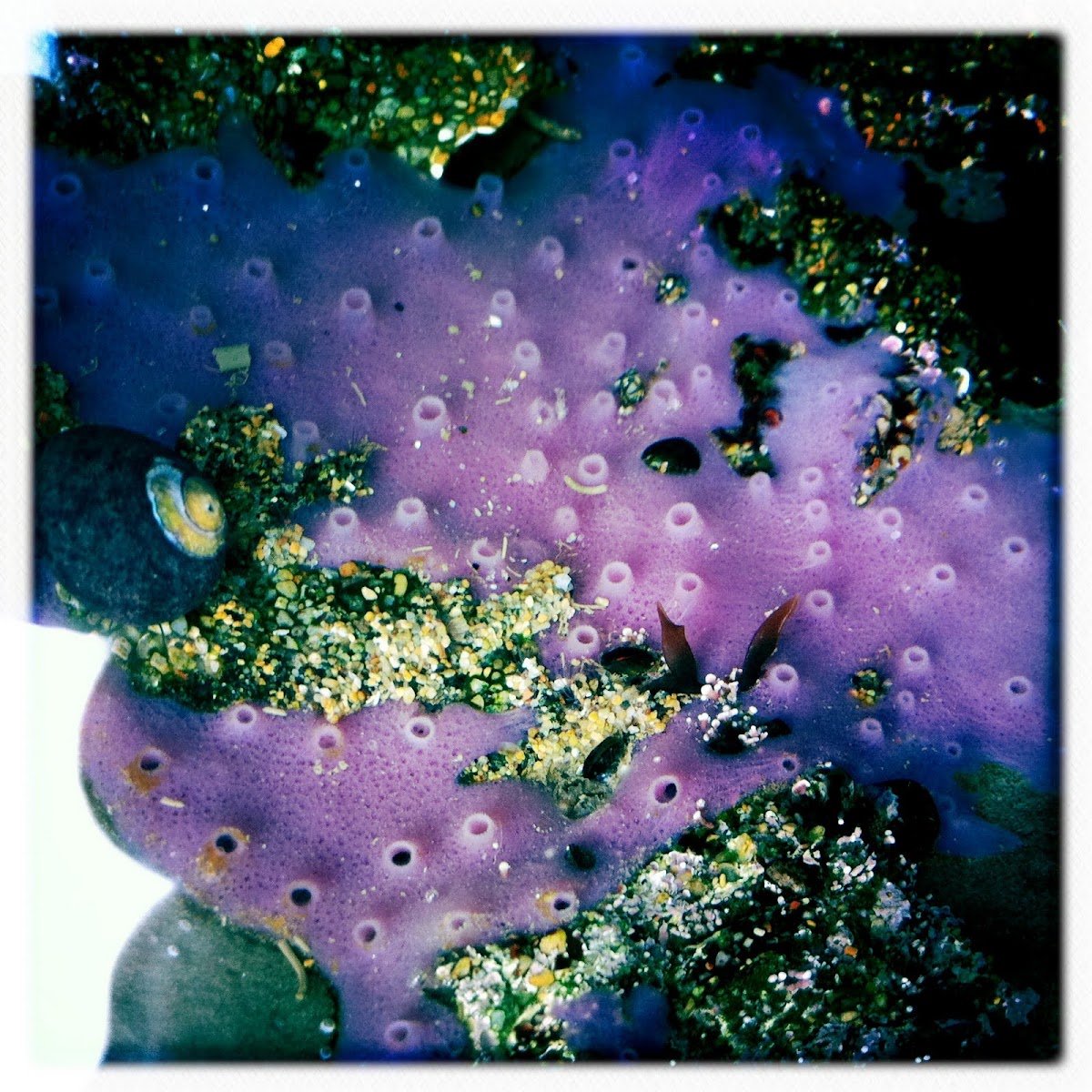 purple encrusting sponge Project Noah