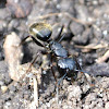 Queen Silky Ant