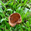 Cup Mushroom