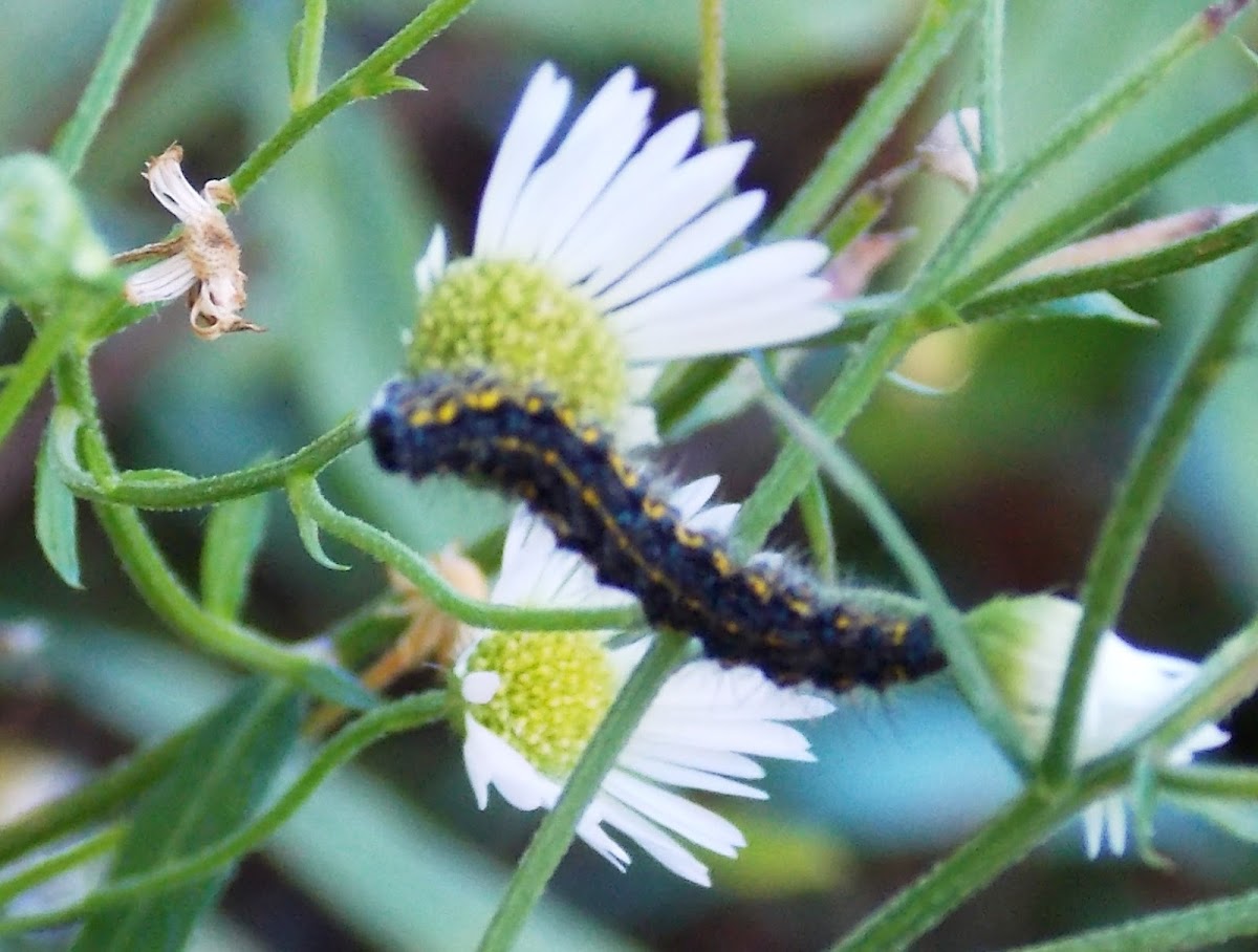 Confused Haploa Caterpillar