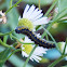 Confused Haploa Caterpillar
