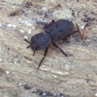 Diabolical Ironclad Beetle