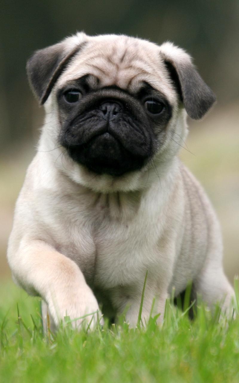 Puppies Live Wallpaper Screen 3