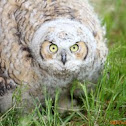 Great Horned Owl (Fledgling) 