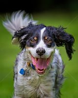by Andrew Lawlor - Animals - Dogs Portraits