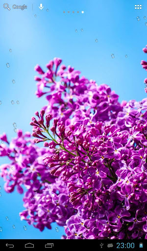 Raindrops on lilac