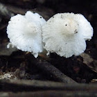 small white mushroom