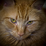 That Look by Susan Farris -  