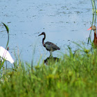 Snowy Egret, Tricolored Heron, Black-bellied Whistling Ducks