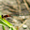 Rambur's Forktail Dragonfly