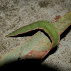 Red-lined Geometer Caterpillar