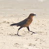 Rusty Blackbird (Female)