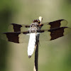 White Tail Dragonfly