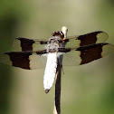 White Tail Dragonfly