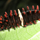 Common Rose caterpillar