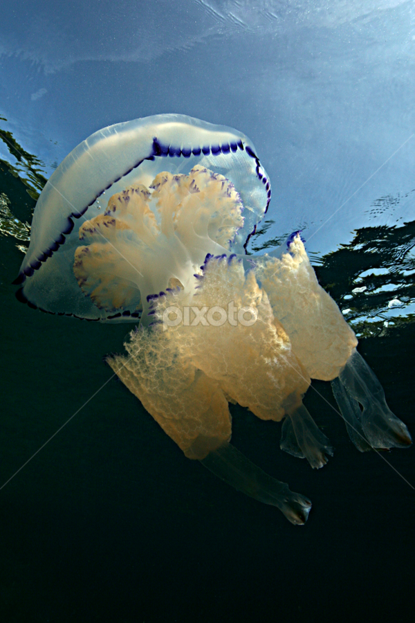 Barrel jellyfish by Adi Drnda - Animals Sea Creatures