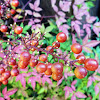 Nandina