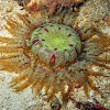 Sunburst Sea Anemone