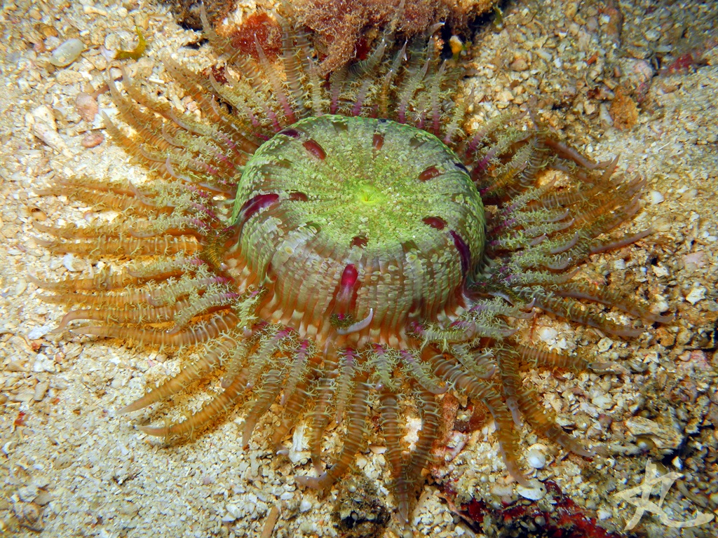 Sunburst Sea Anemone