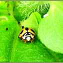 Six-Spotted Zigzag Ladybird Beetle