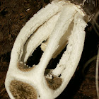 Ligiella fungi