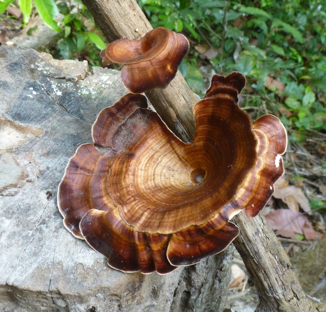 Spinning Top Fungus