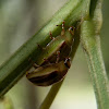 Acacia Leaf Beetle