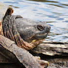 Snapping Turtle