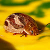 Marble Leaf Beetle