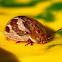 Marble Leaf Beetle