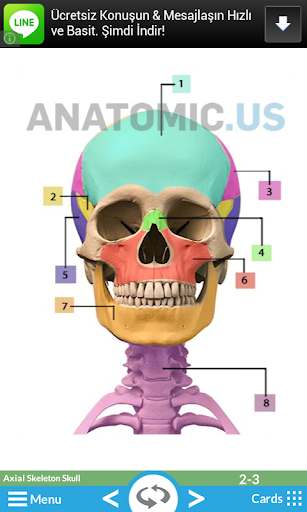 Anatomy Flashcards