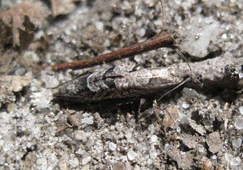 Bare-patched Oak Leafroller (mating pair)