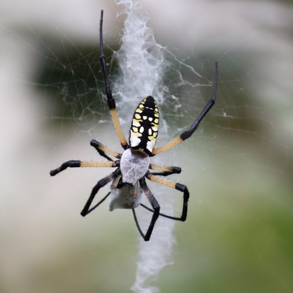 Black And Yellow Garden Spider Project Noah