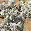 Silvertail Cotton Bush