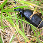 Europian oil beetle/ жук черная майка