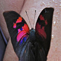 Nessus Leafwing
