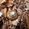 Snail Aegopis verticillus